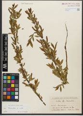 Foto von Salix triandra subsp. triandra L.